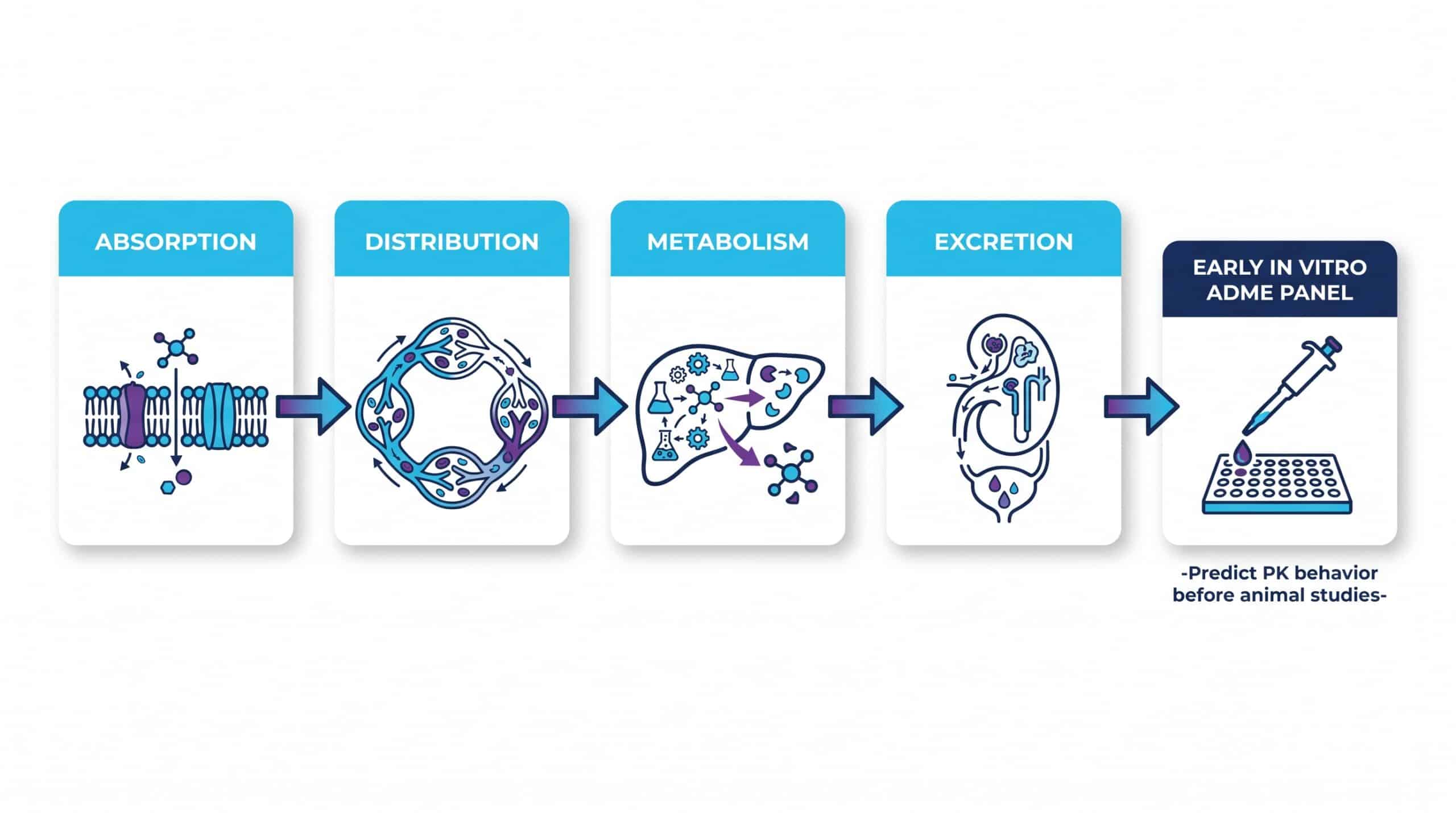 Why early ADME is essential for drug-like properties testing